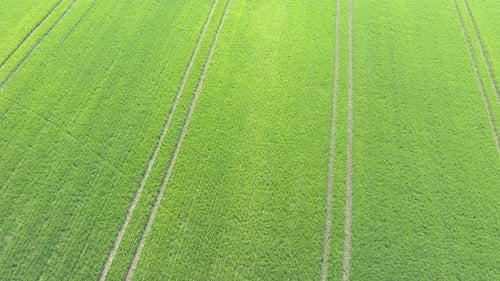 Tractor tire lines in the field of wheat 4K drone video