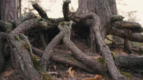 Bare Roots of Old Pine Tree in Forest Visible From Ground