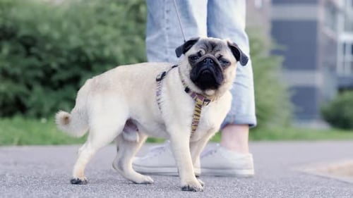 Portrait Cute Funny Pug Dog Looking at Camera at Summer in Park Pug Puppy Walking with Owner Owner