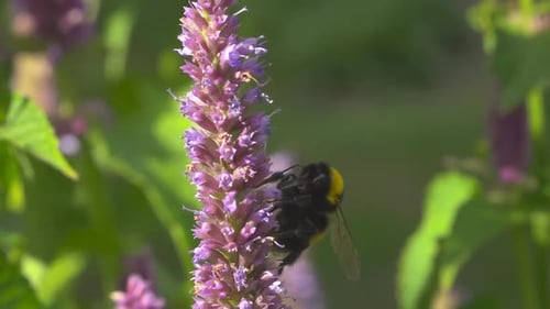 Bumblebee