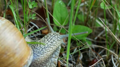 Nahaufnahme einer Schnecke, die langsam im Wald auf grünem Gras und Blättern kriecht.
