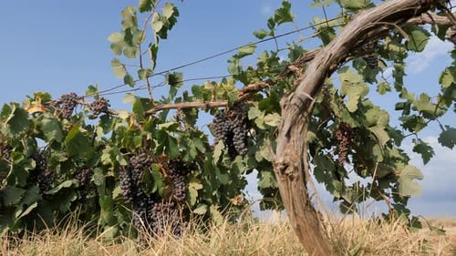 Sun-kissed Grapes Ripening on a Vine in Vineyard