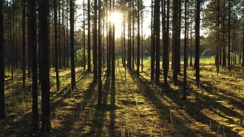 Drone flight at the Pine Forest in the rays at sunset