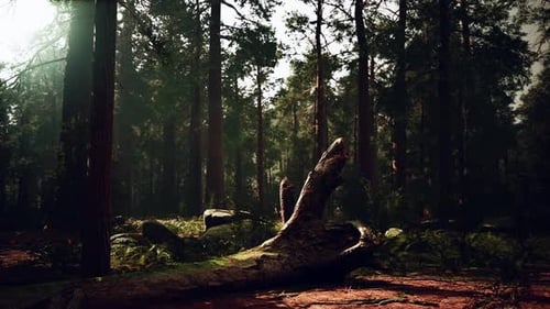 Coucher de soleil dans la forêt de séquoias