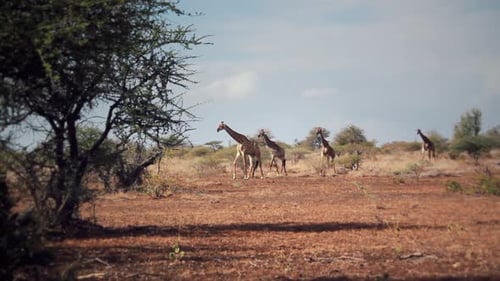 a group of giraffes walking freely in Africa