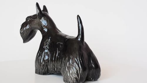 Dog 7