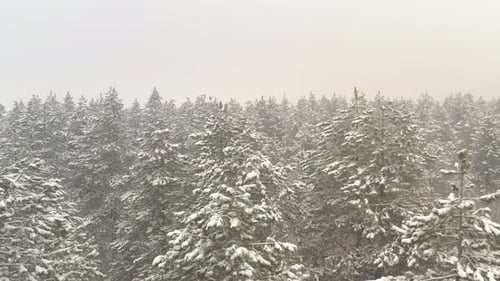 Snowed evergreen forest under mist 4K drone video