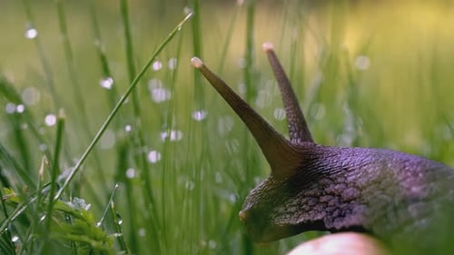 Snail in the Grass