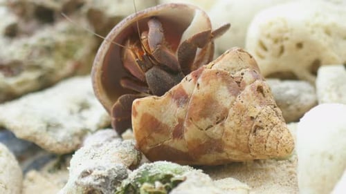 Hermit crab on the beach