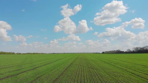 Aerial View of the Agricultural Field with Green Row Lines at Sunny Day.