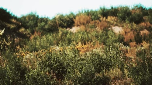 Beach Dunes with Long Grass