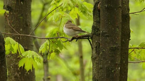 A single Bicknell's Thrush, Catharus bicknelli, sits on a branch of a maple tree listening for other