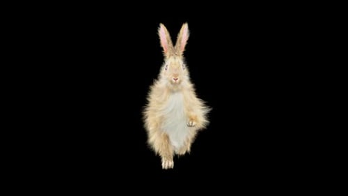 Hase Walking HD