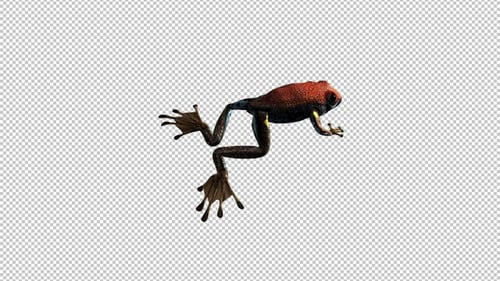 Jumping Frog - III - Poison Dart - Red Black Brown - Back Angle