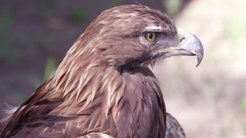 Steinadler starrt in der Ferne