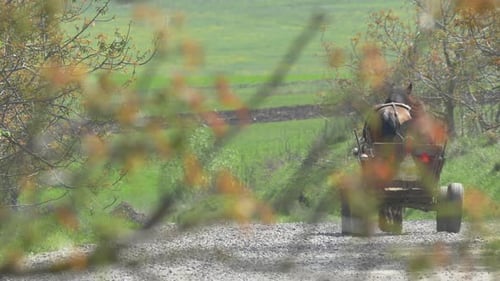 Horse carriage on a country road