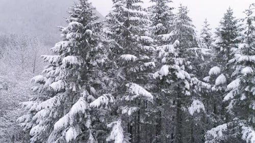 Drone In Snowy Mountain Forest Flying Down With Snow Flakes In Slow Motion