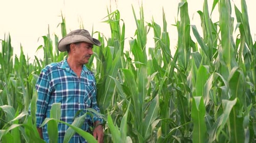 Farmer Inspecting Corn Crop in Rural Field