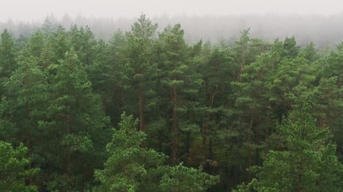 Aerial View Flight Above Amazing Misty Forest Landscape