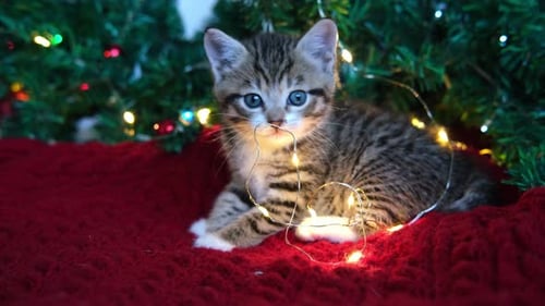 Tabby Kitten Playing with Christmas Lights at Home