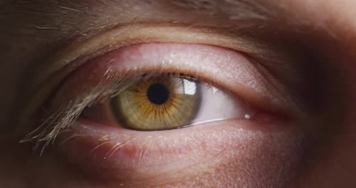Close up of a green eye