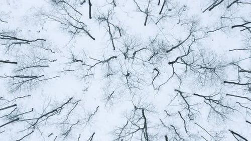 Winterlicher Wald