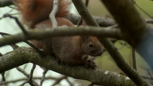 Red Squirrel Standing on the Branch