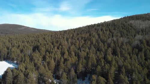 Drone Flight over Snowy Coniferous Forest in Winter