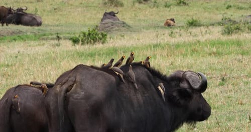 Buffle d'Afrique, syncerus caffer, adulte avec pic à bec jaune, buphagus africanus