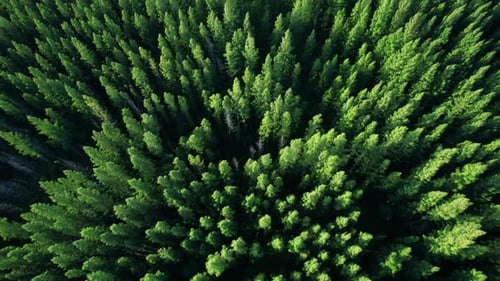 Aerial view from drone over pine forest. 4K