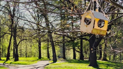 Primer plano de una casa de pájaros en el parque en un claro día de primavera soleado exuberante hierba verde en los prados