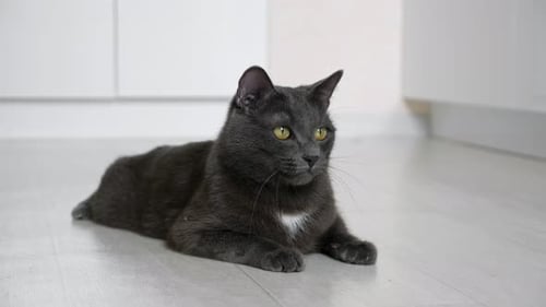 Gray Cat Resting on Light Wood Floor