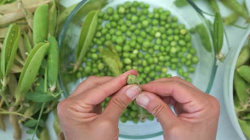 Woman shelling home-grown garden peas from pods, top down view