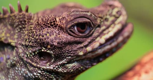 Lézard à ailerons des Philippines, Lézard huppé, Lézard à nageoires à voile, Lézard aquatique