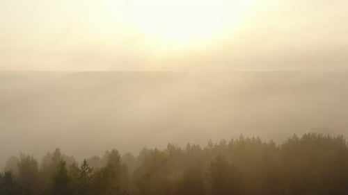 Drone Slowly Flying Over Mysterious Sunrise Foggy Valley Trees and River Covered with Thick Mist on