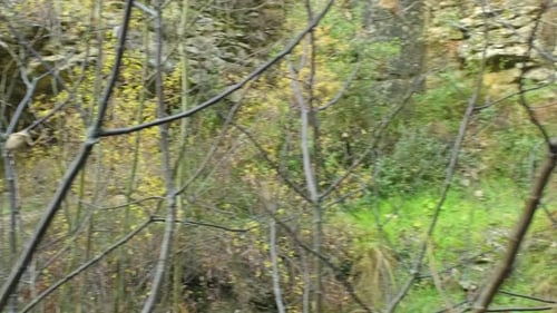 Branches d'arbres, graminées