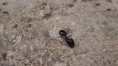 Black House Ant teamwork walking work in the nature