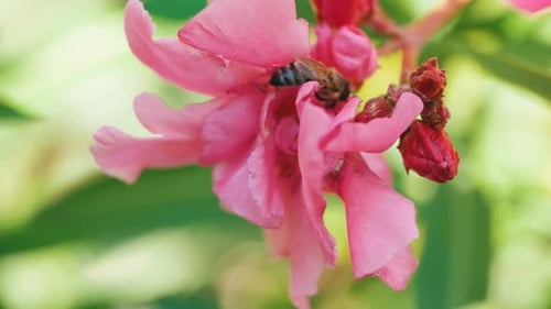 Bee on Pink Flower in Lush Garden Setting