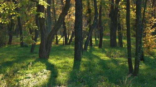 Autumnal Park