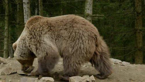A Big Brown Bear in the Forest