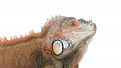Un grand iguane montre sa langue