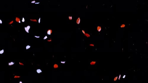 Delicate Flower Petals Falling on Black Background