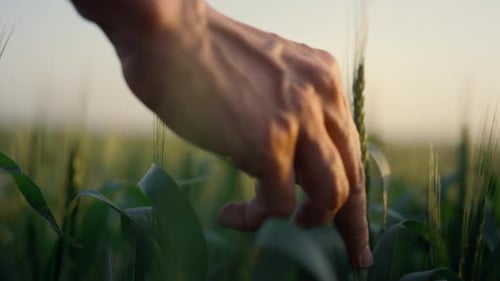Farmer Hand Touching Wheat Spikelets Close Up