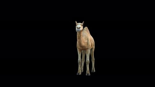 4K Camel Idle Front