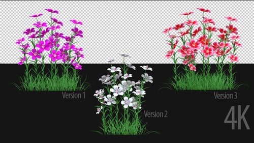 Petunia Flowers Growing