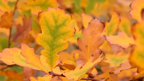 Autumn Leaves Displaying Colorful Fall Foliage