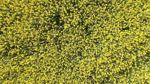 Aerial View of Blooming Rapeseed Field