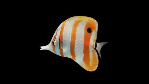 Butterfly Fish