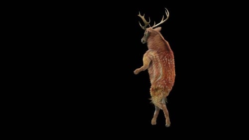 3D Animated Realistic Deer Dancing on Hind Legs