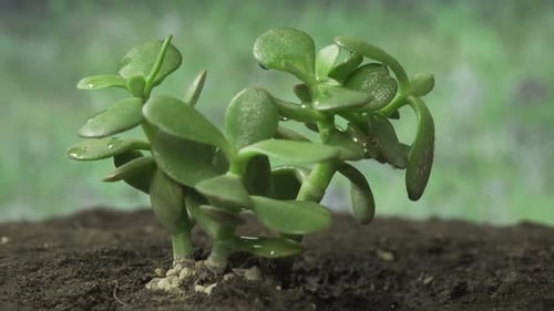 Petite succulente en gros plan 4k